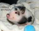 i shiggy my piggy.png