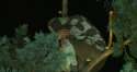 treeman is dirty.png