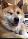 smug doggo.jpg