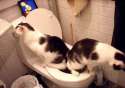 catspooping70.jpg