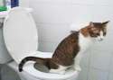 catpooping47.jpg