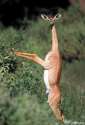 gerenuk.png