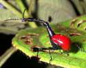 giraffe weevil.jpg