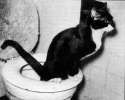 catpooping53.jpg