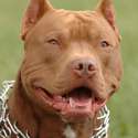 dmx_portrait.jpg