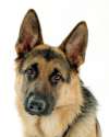 German Shepherd.jpg