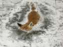 FrozenFox.jpg