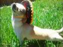 9643a6680ed8a3db51f84c582d9ad5e0-chihuahua-wearing-sombrero.jpg
