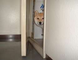 doge.jpg