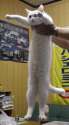longcat.jpg