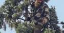 treeman.jpg