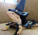 am wizard.jpg