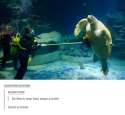 turtle.png