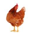 chick.jpg