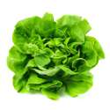 Lettuce.jpg