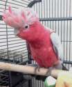 pinkatoo.jpg