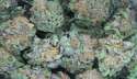 marijuana-bud.jpg