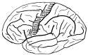 Human_motor_cortex_topography.png