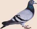 Pigeon.png