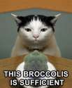 broccoliscat.jpg