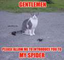 spider.jpg