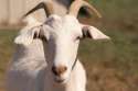 Bodsheep.jpg