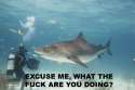 excuse-me-what-the-fuck-are-you-doing-shark.jpg
