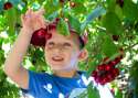 Cherry-Picking.jpg