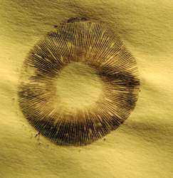 Copy_of_Mushroom_spore_print.jpg