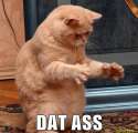 catdatass.jpg