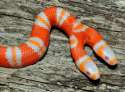 snek.jpg