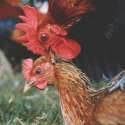 chicken2.jpg