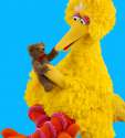 BigBird&Radar-2009.jpg