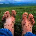 mosquitoes.jpg
