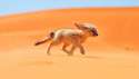 fenec-top-de-animales-del-desierto-mas-raros-del-mundo.jpg