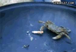 IMG-952758811.gif