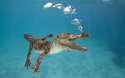 underwater rage.jpg