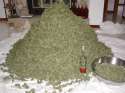 Lots-of-Marijuana.jpg