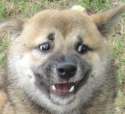 YouHaveDoneDoggoAScare.jpg