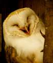 owl.jpg