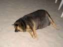 big dog.jpg