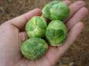 brussels-sprouts-ideal-size-lo.jpg