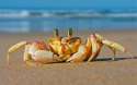 sea-crab.jpg
