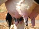 udders.jpg