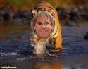 Tiger-Wearing-a-Steve-Irwin-Mask--42523.jpg