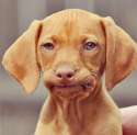 Dog.jpg