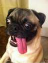 dog-derp-10.jpg
