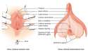 Figure_28_02_02.jpg