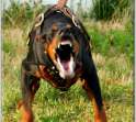 Dobie.jpg