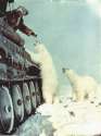 Russian soldiers feeding polar bears from a tank, circa 1950.jpg